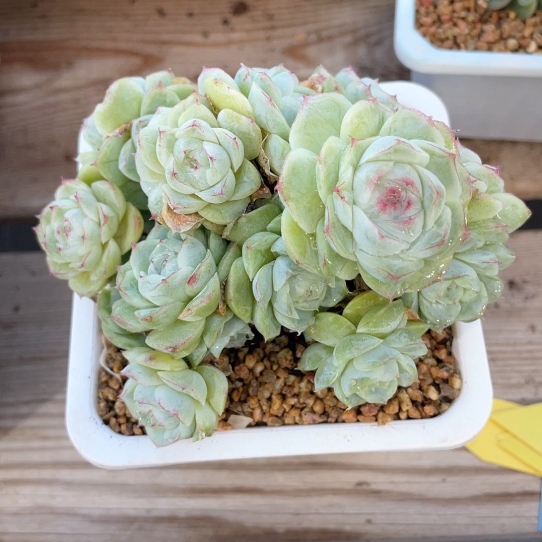 优选蕾丝边女王1026