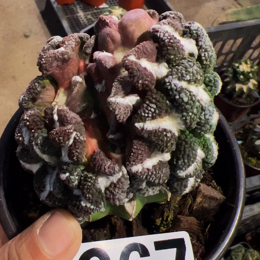 大尤黑嵌合体牡丹群967