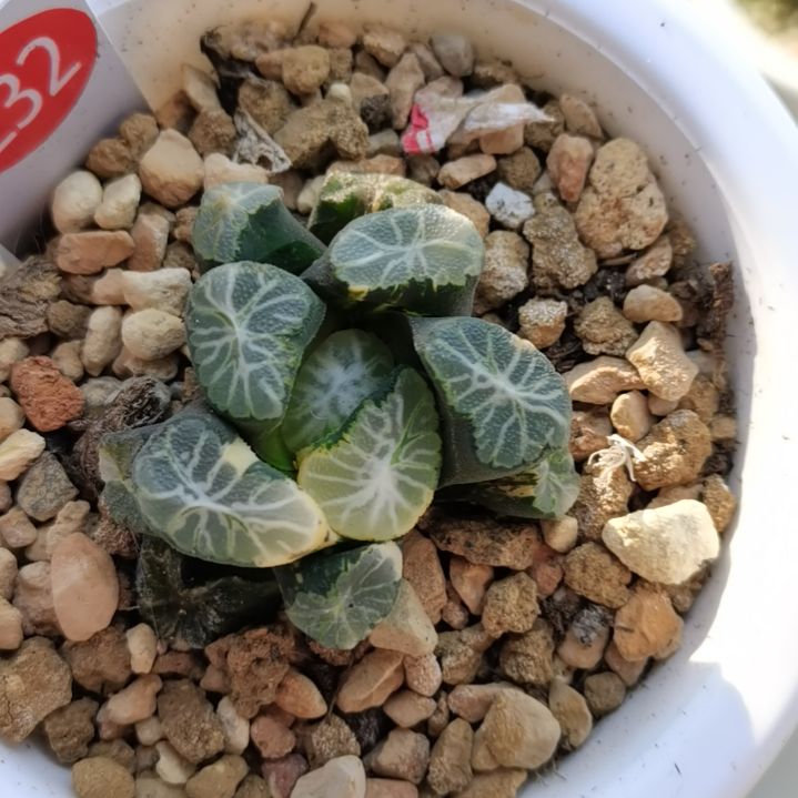 232号万象锦一物一拍带盆土发货