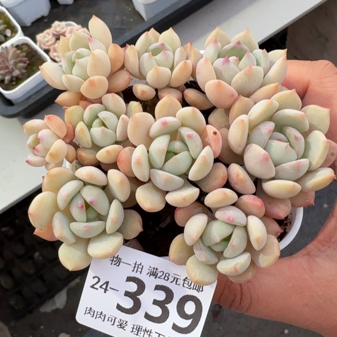 蜜桃格林无盆土发货