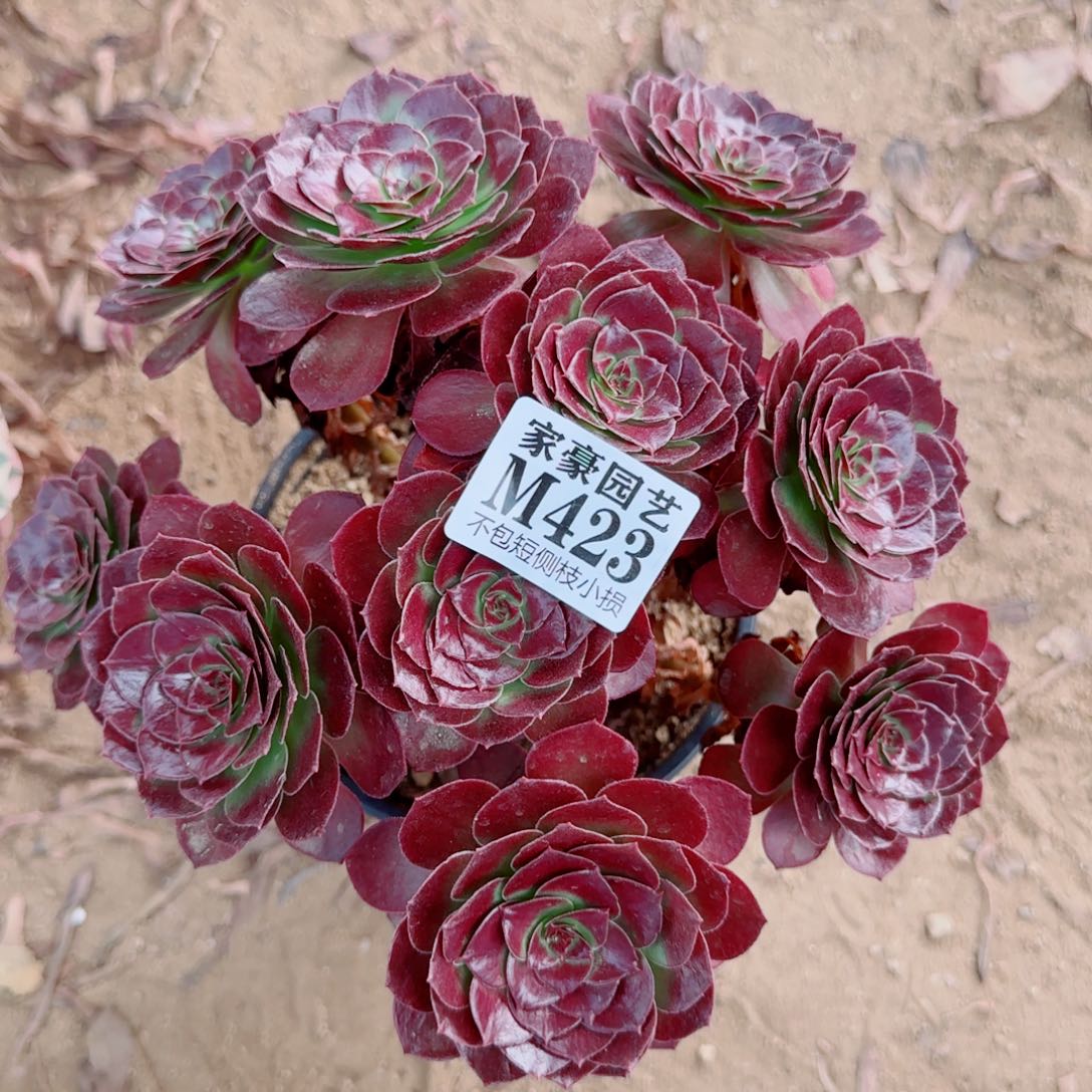 黑珍珠法师423冠幅20