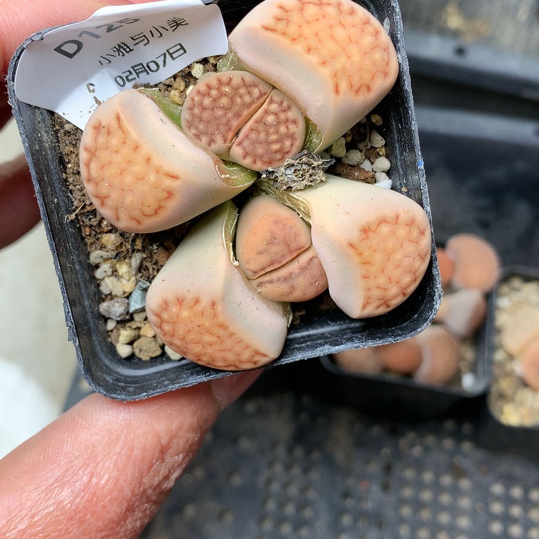 D125多肉植物保护研究所