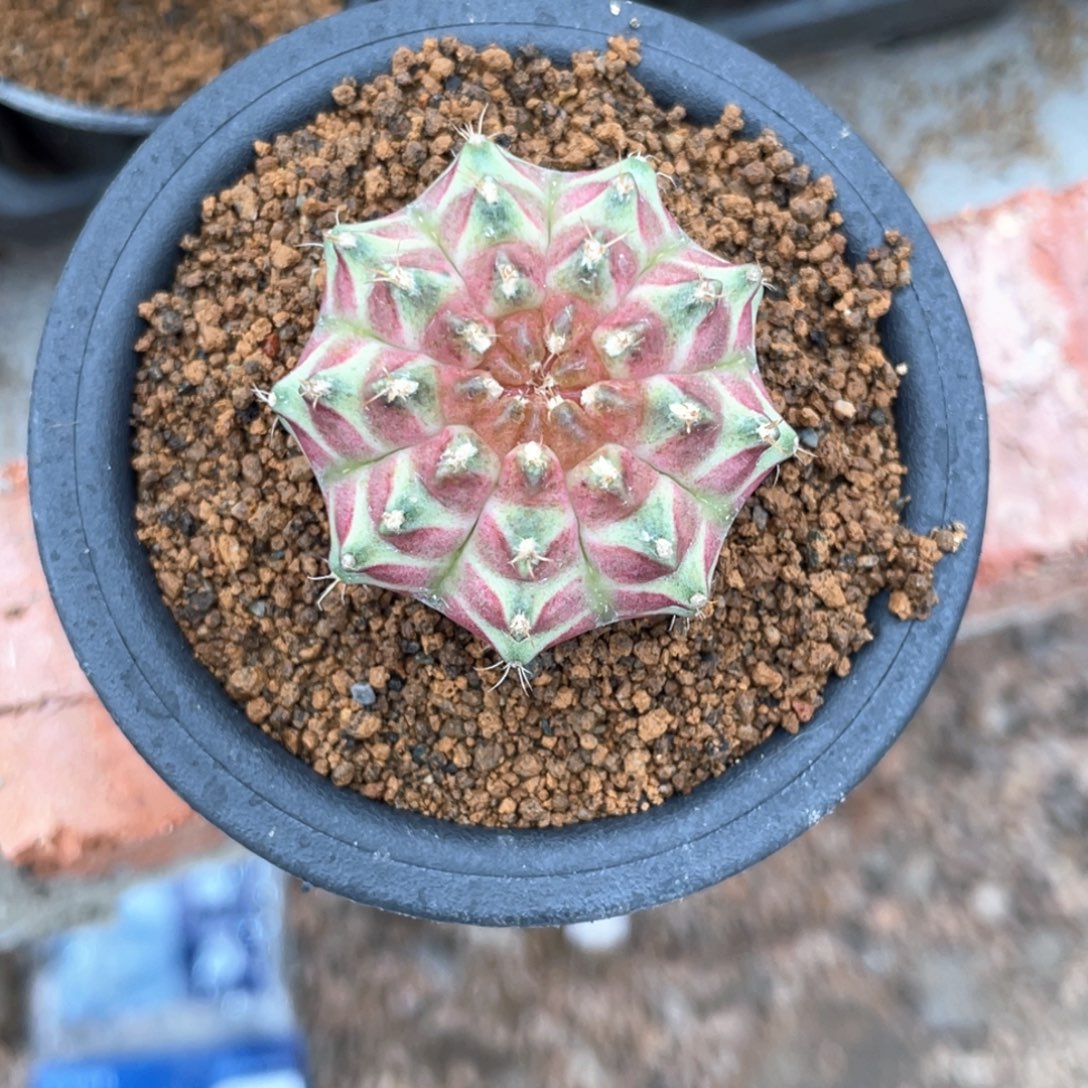 当前无花朵，栽培后可花朵海神轮回