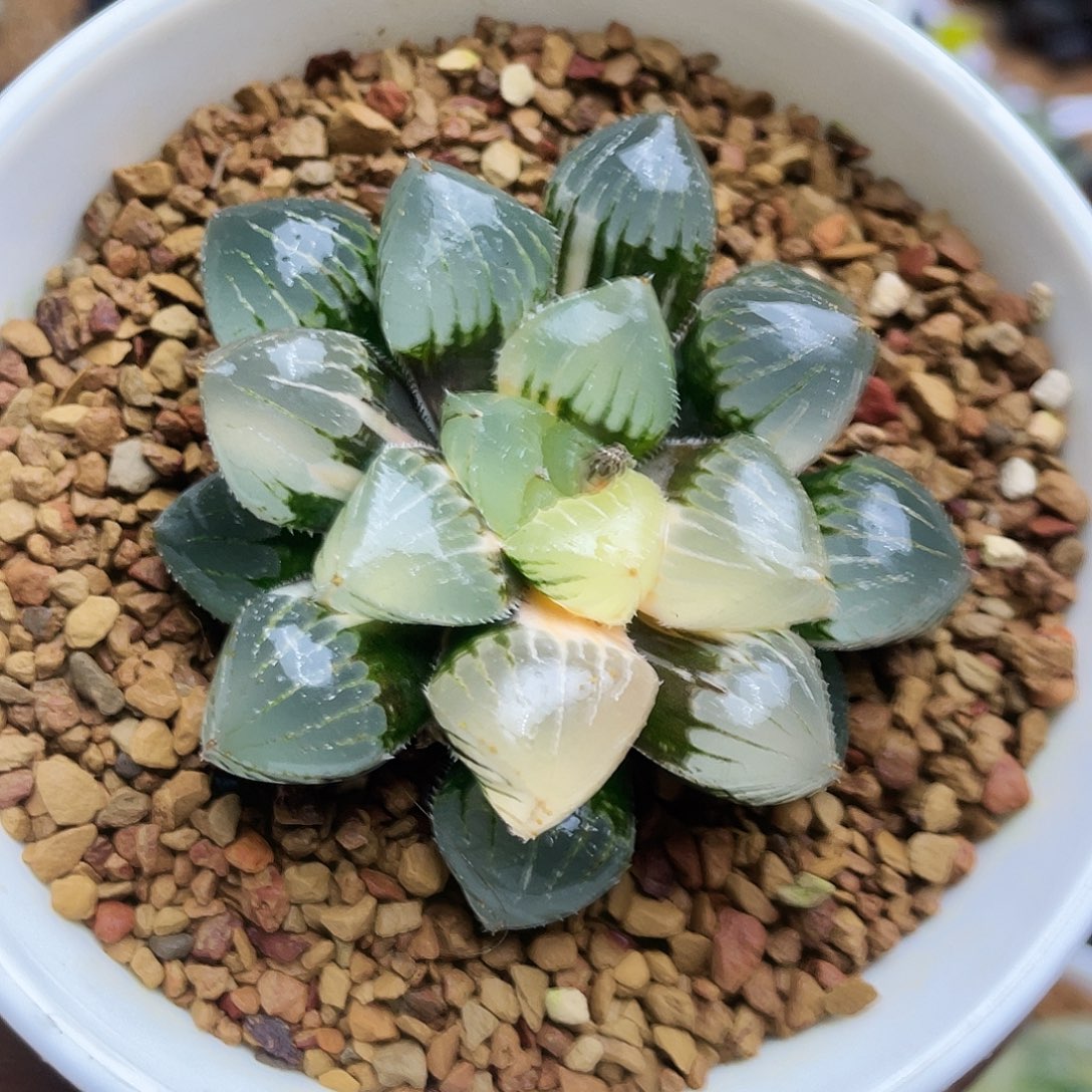 糯玉露锦十二卷多肉