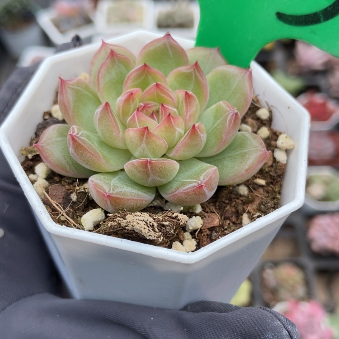 983雪花珍妮多肉植物了