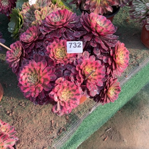 空****麻732月蝉朵朵多肉，