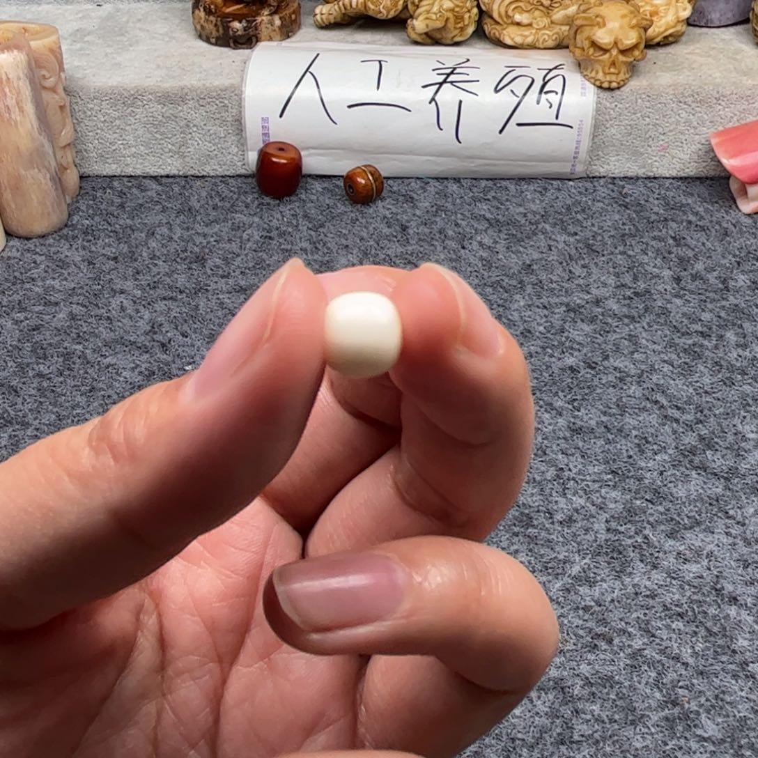 鹿骨其他兮人工养殖驼骨1