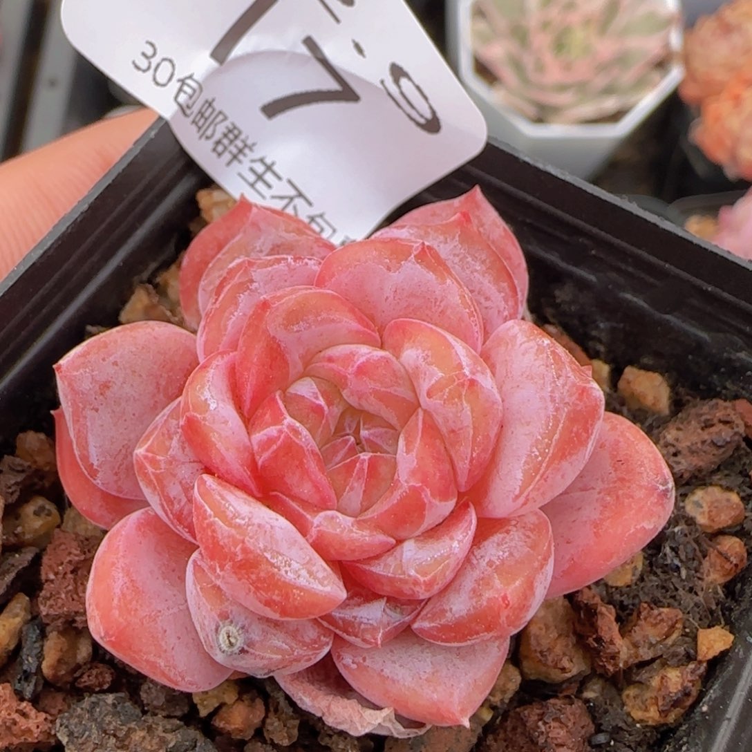 黛玉单头一颗脱土