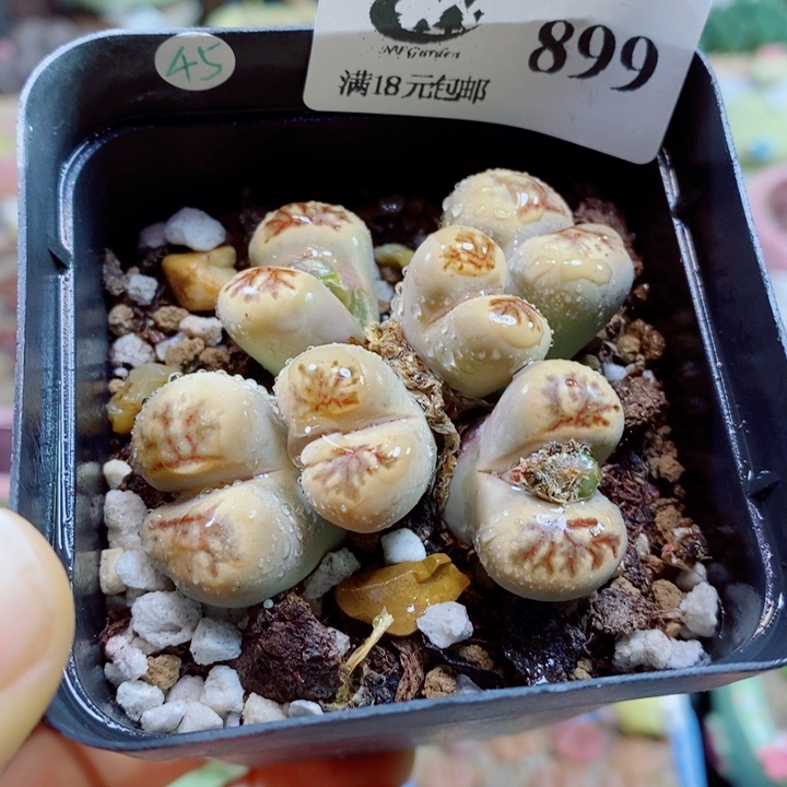 Z***z生石花花花花花花花899