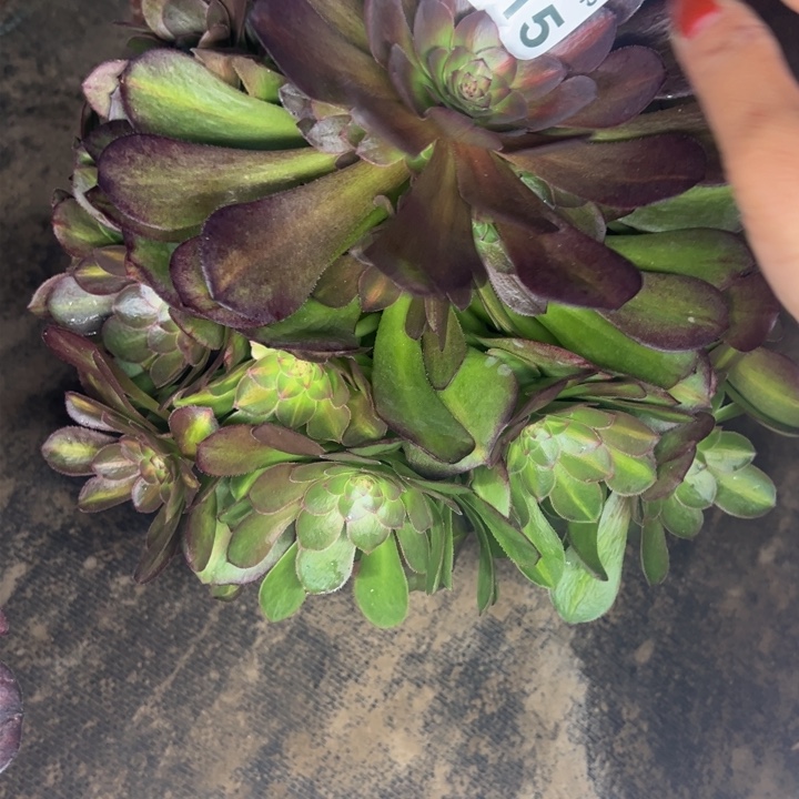 3515南抹茶多肉植物