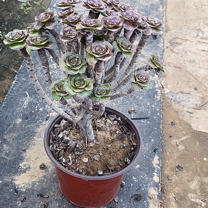 圆叶76多肉植物法师法师法师