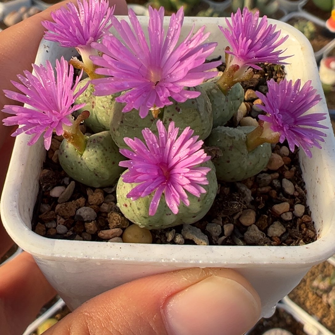 015多肉植物种类多样