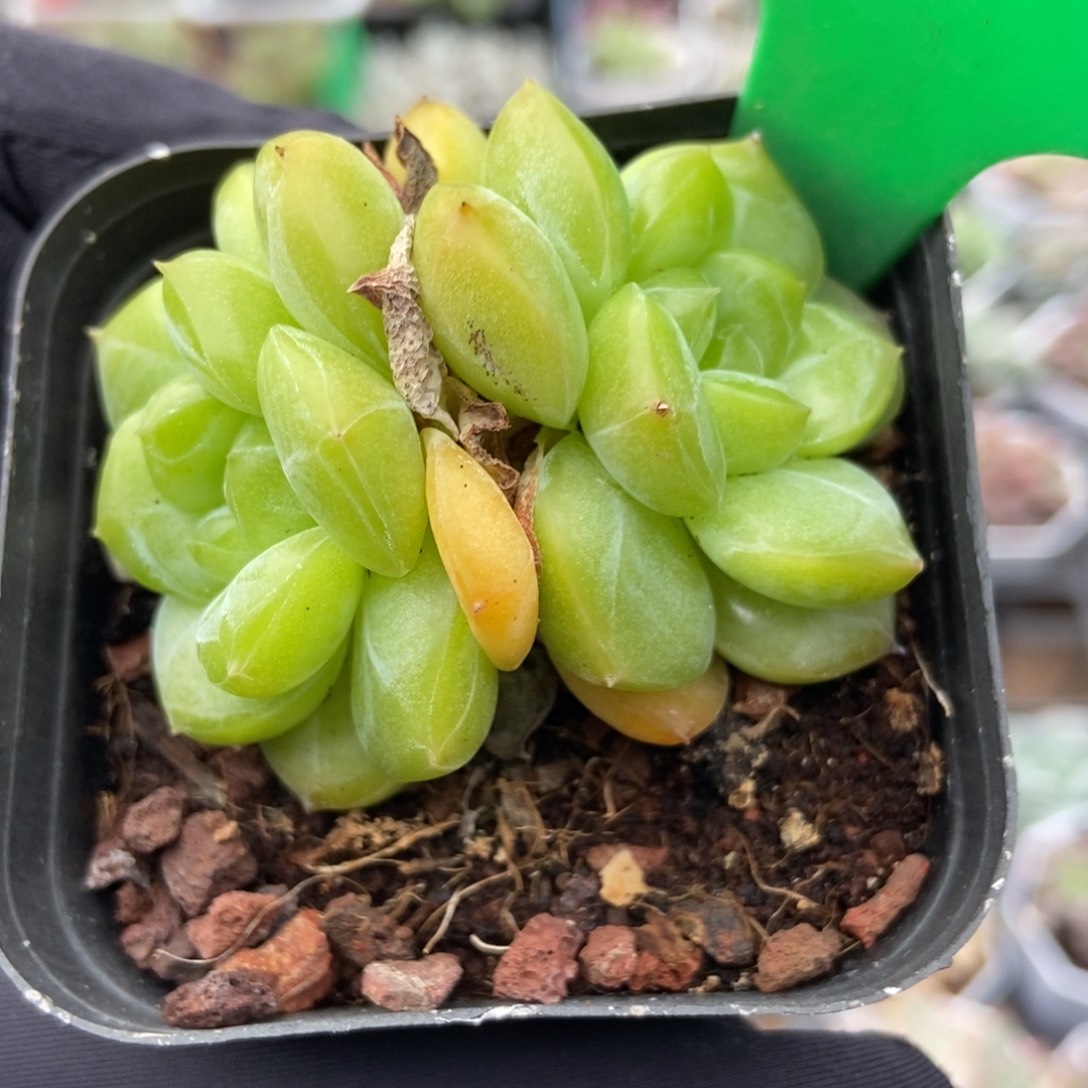 1637琴心多肉植物多肉