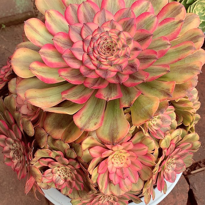 粉姬的啊啊啊啊啊啊