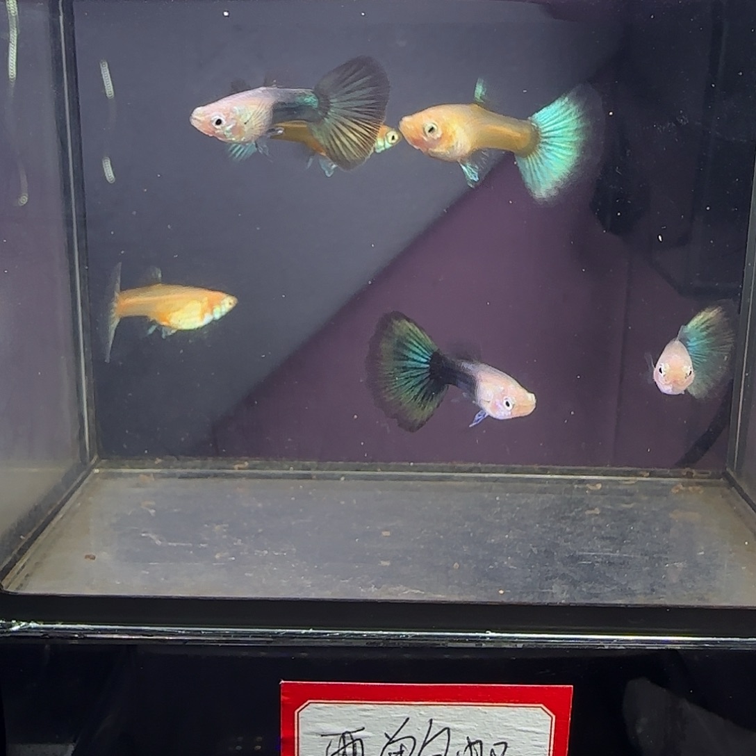 孔雀鱼蓝化体三对