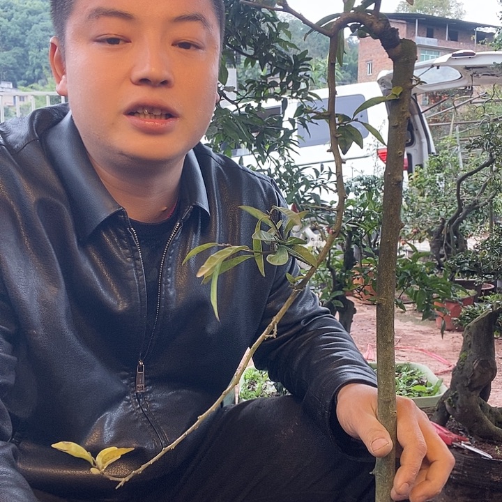 清***心无花朵金弹子盆景艺术作品