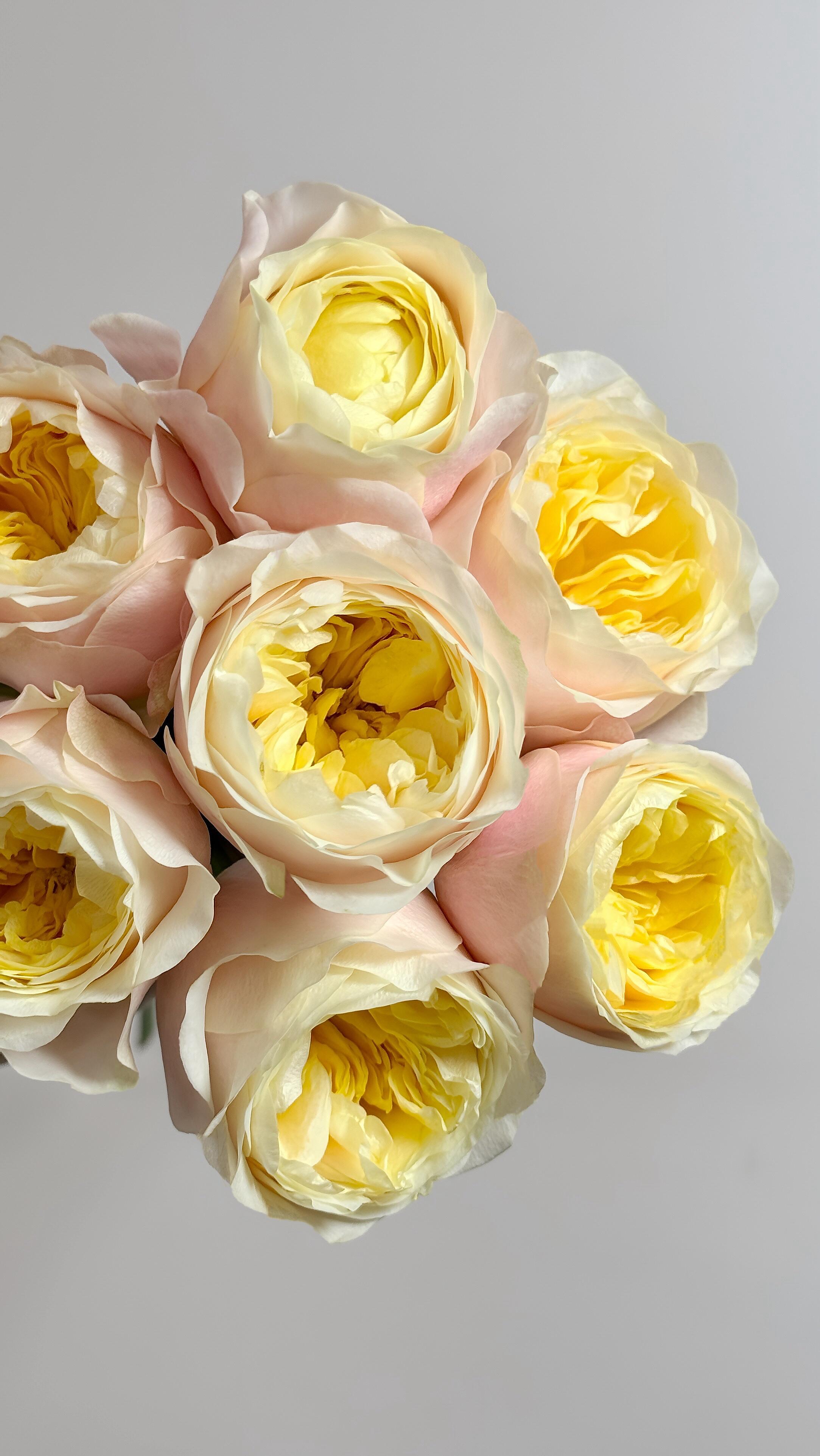 【精品稀有单头玫瑰特蕾莎】一单顺丰包邮家用鲜花云南直发玫瑰