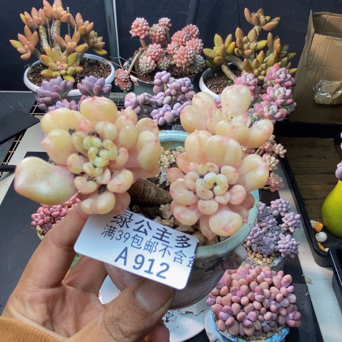 912比尔盖茨多肉6c m