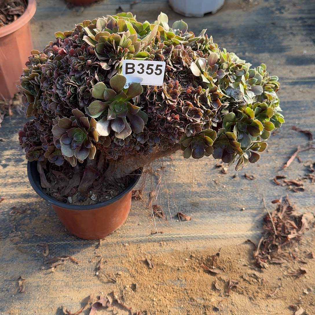 355玫瑰一颗呀满28包邮