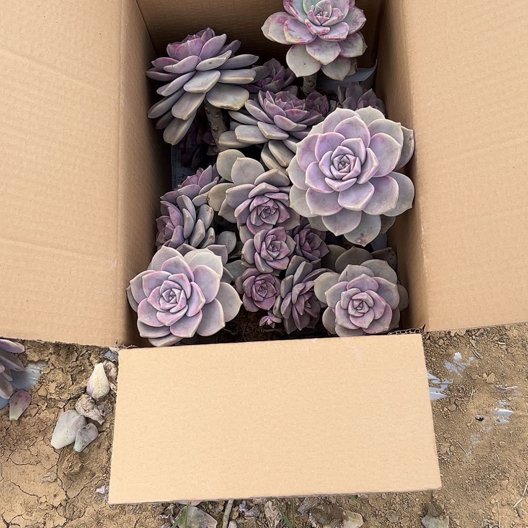 时***代18号紫乐断枝断头不售后