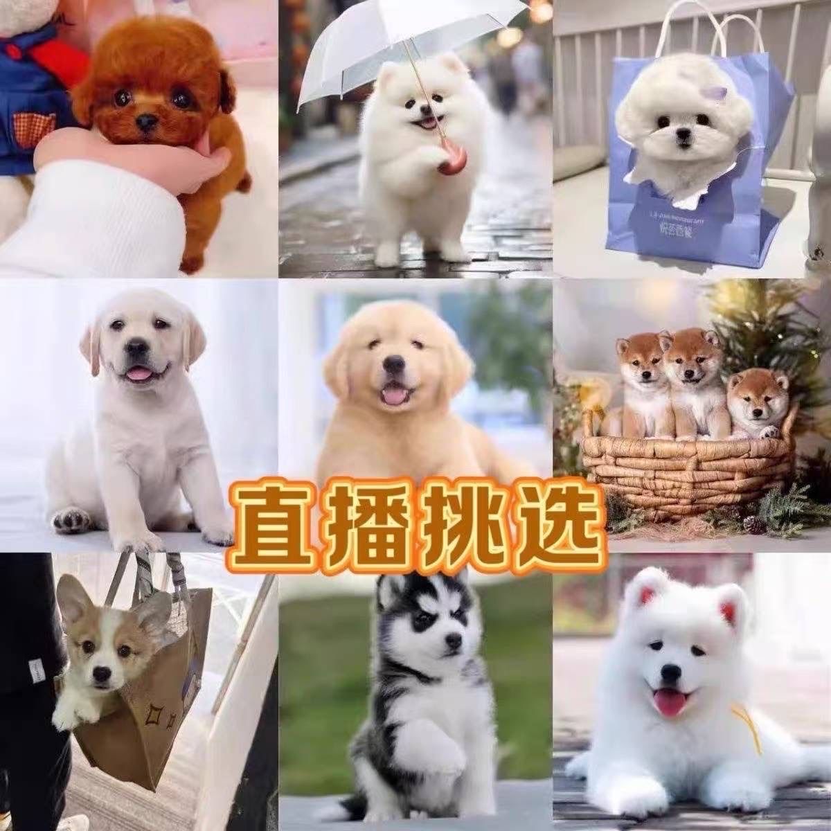 直播间挑选超萌博美比熊金毛拉布拉多德牧泰迪柯基边牧犬活物小狗