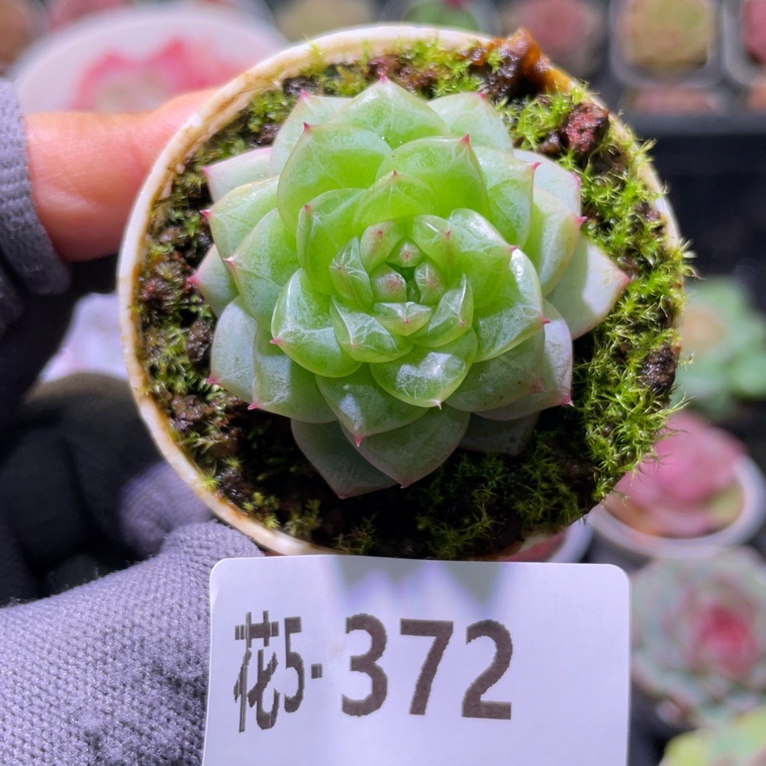 花利美5-372珍妮  