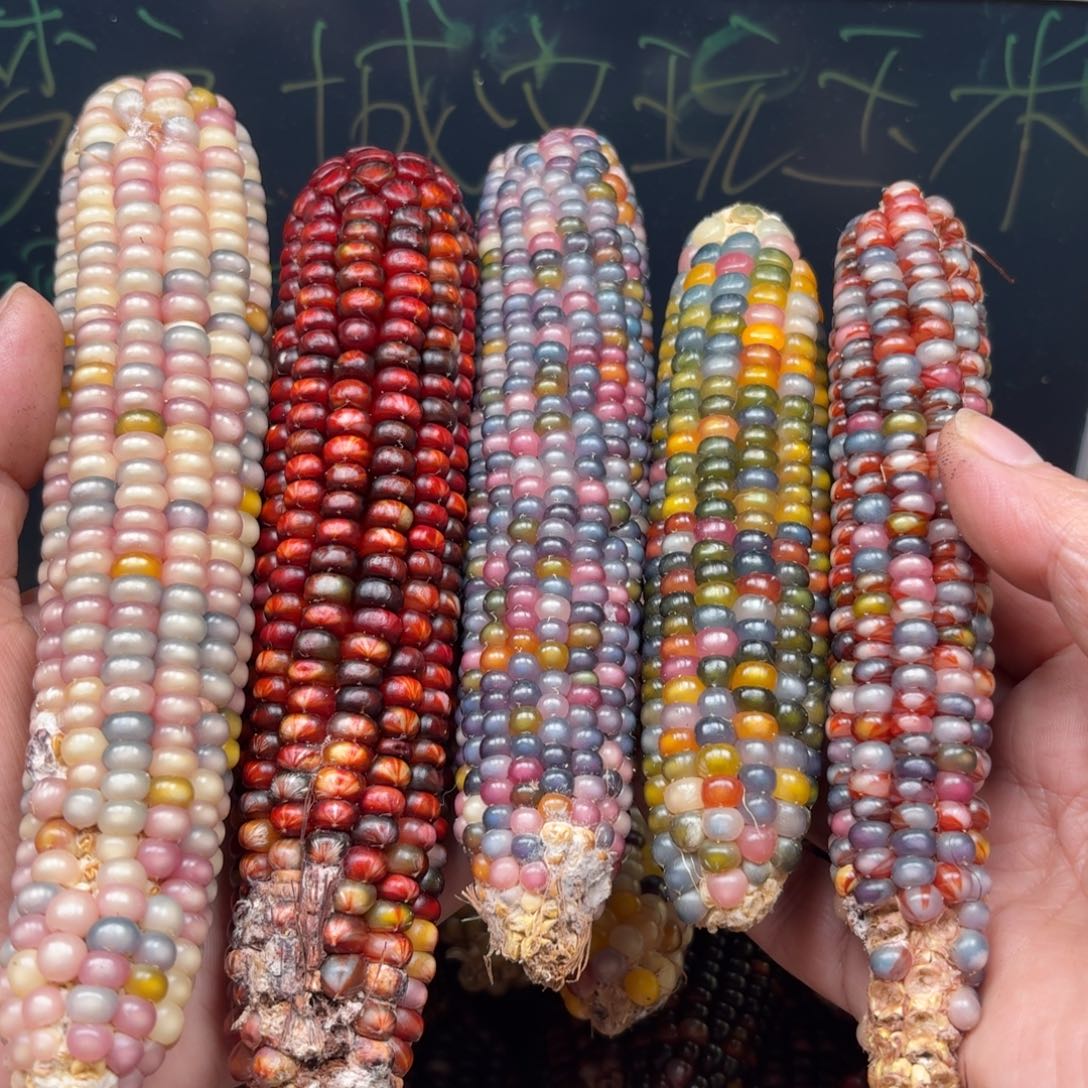 柏香籽/百香籽吊坠7*?