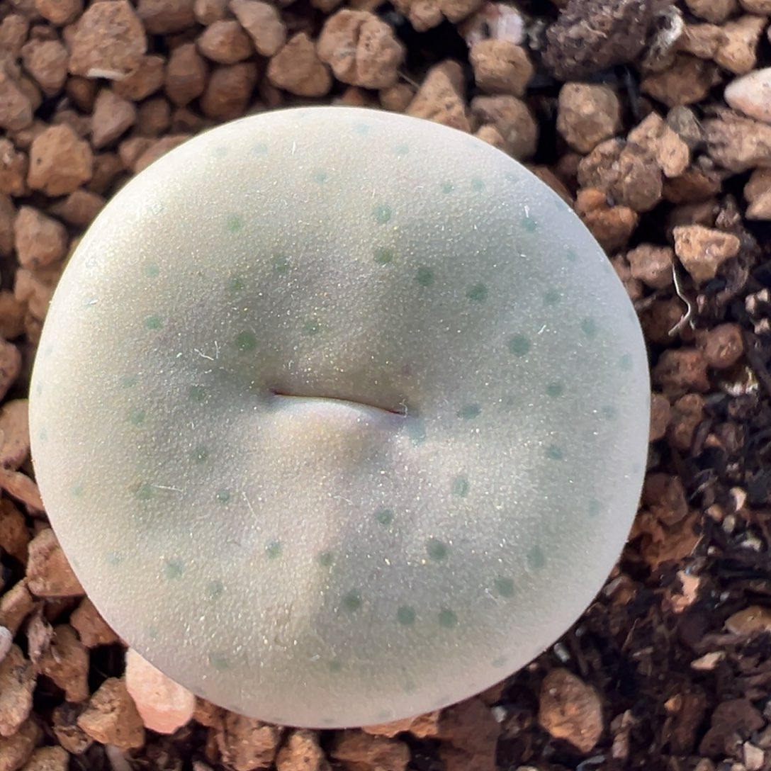 83多肉植物百科植物