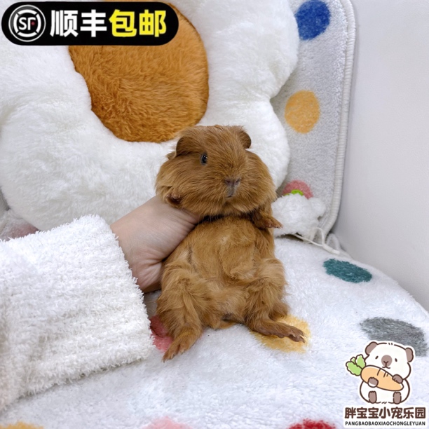 极品红棕长顺弟弟 活体豚鼠