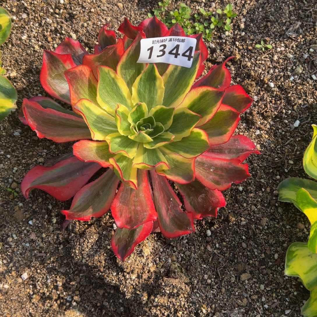 1344魅影多肉植物