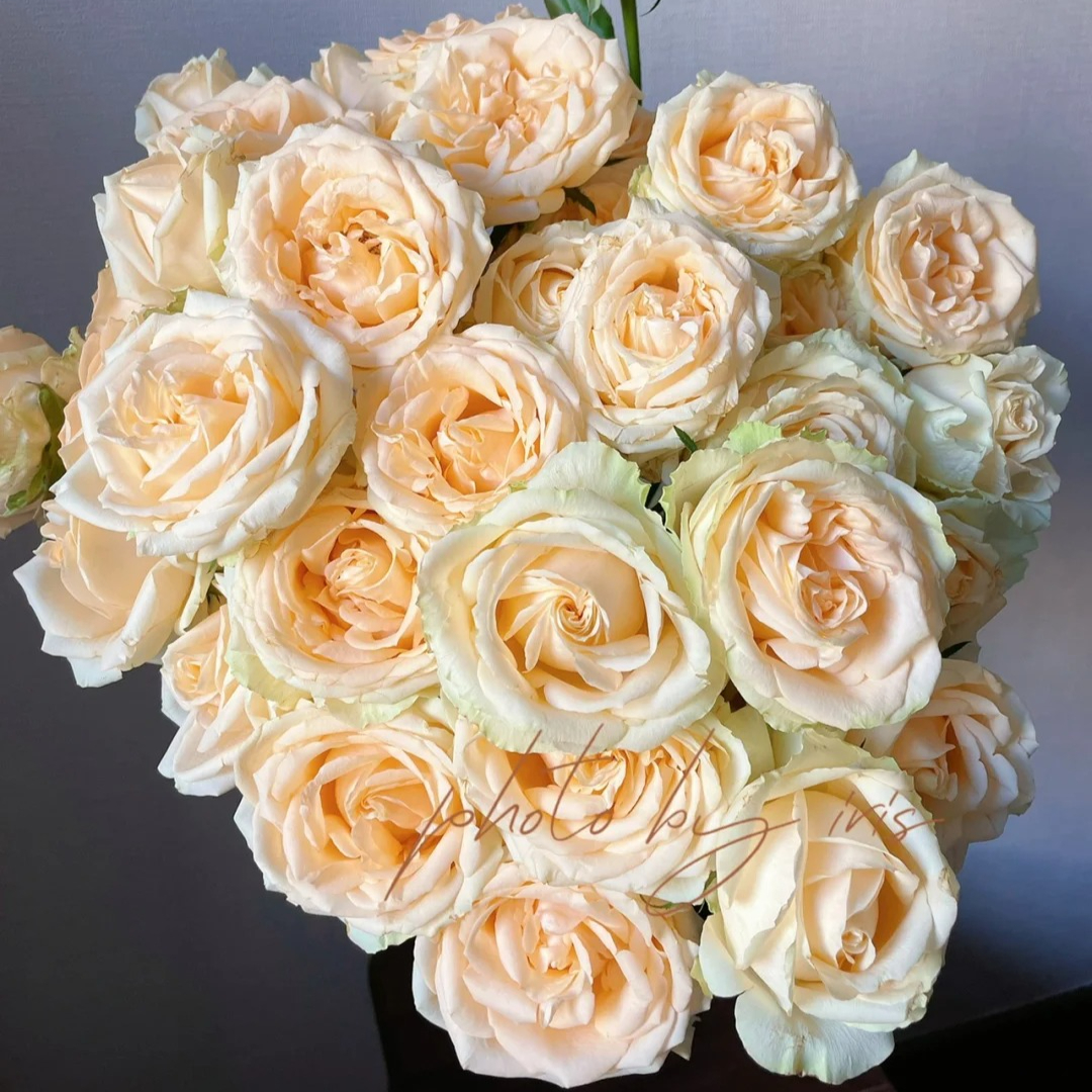 【多头香槟】精选多头香槟玫瑰家居摆放插花云南鲜花优质鲜切花