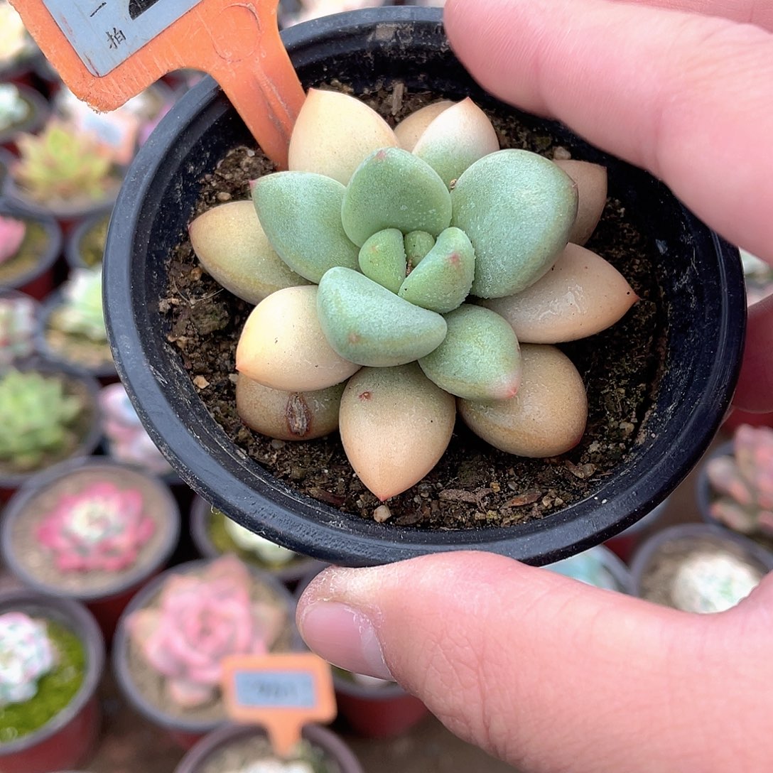 ꧁***꧂288号多肉植物盆栽