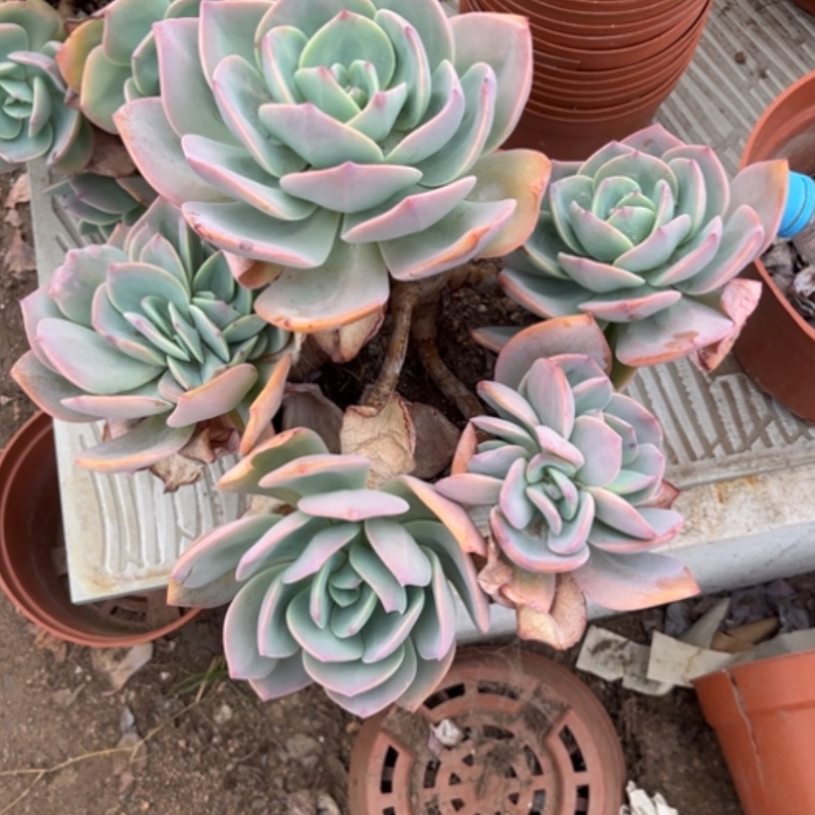 【闪购商品】徐*白凤