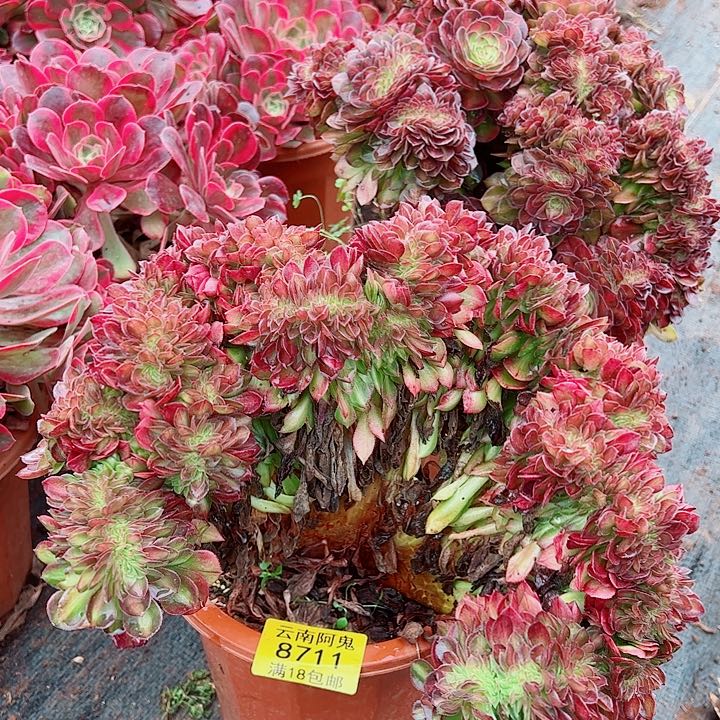 抹茶缀8711多肉植物大战