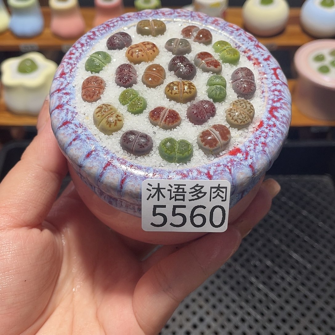 ****船带盆土植物 一物一拍5560