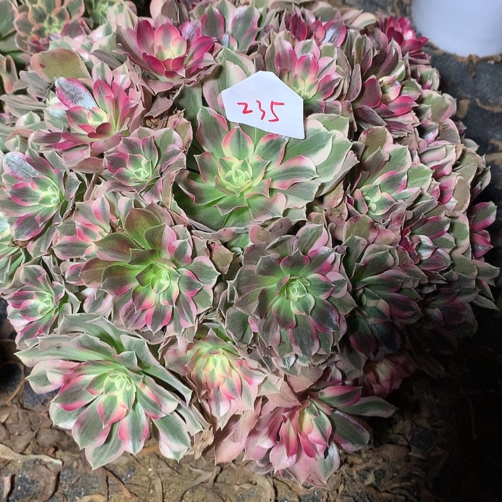 阳***奶235多肉植物一物一拍