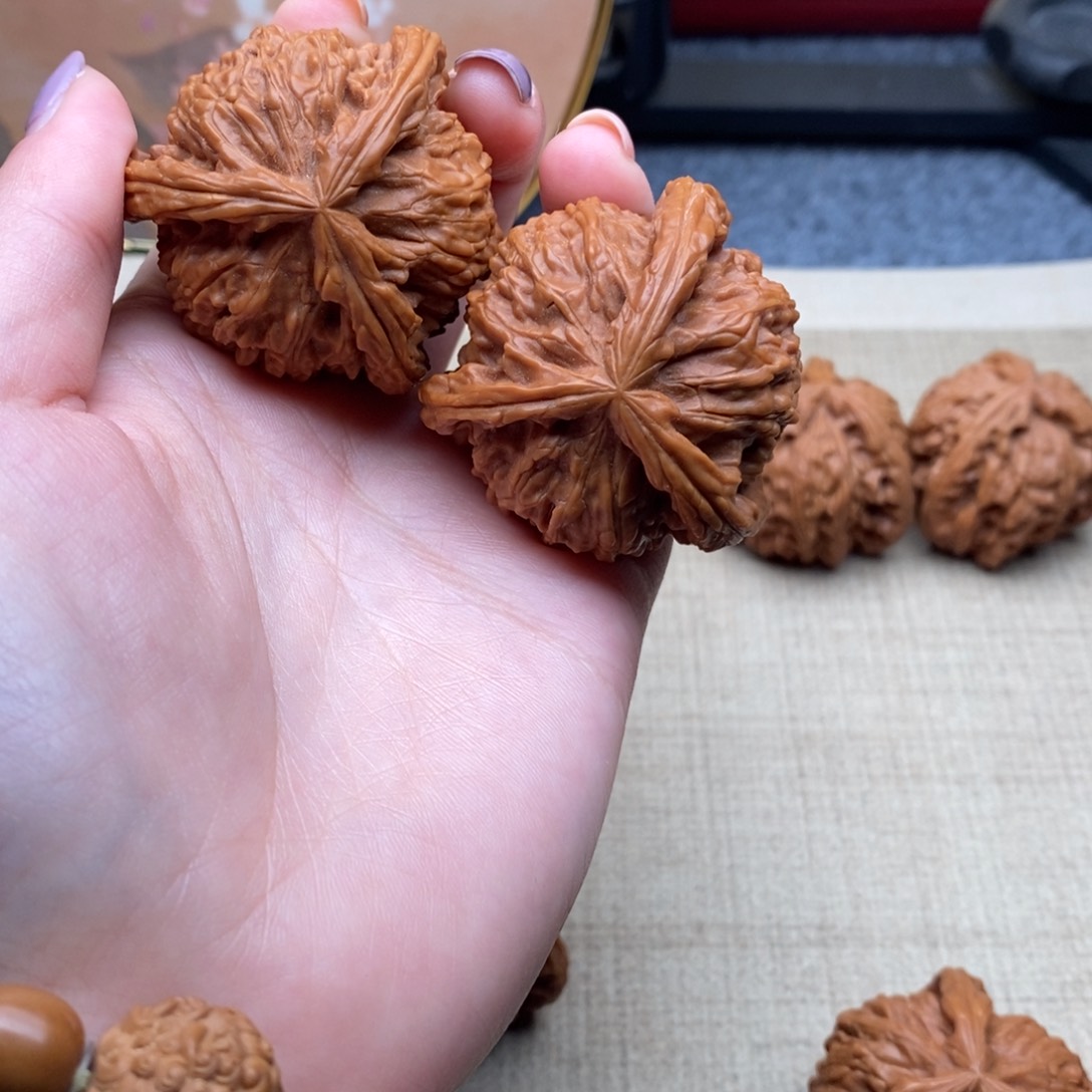 用****6白狮子11111111111