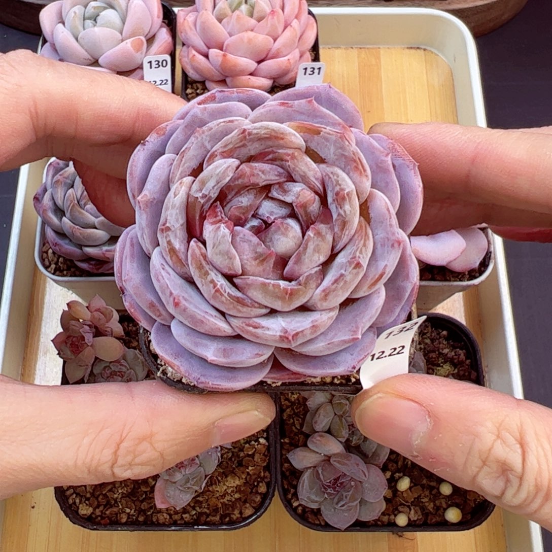 好好看132、哈哈哈哈