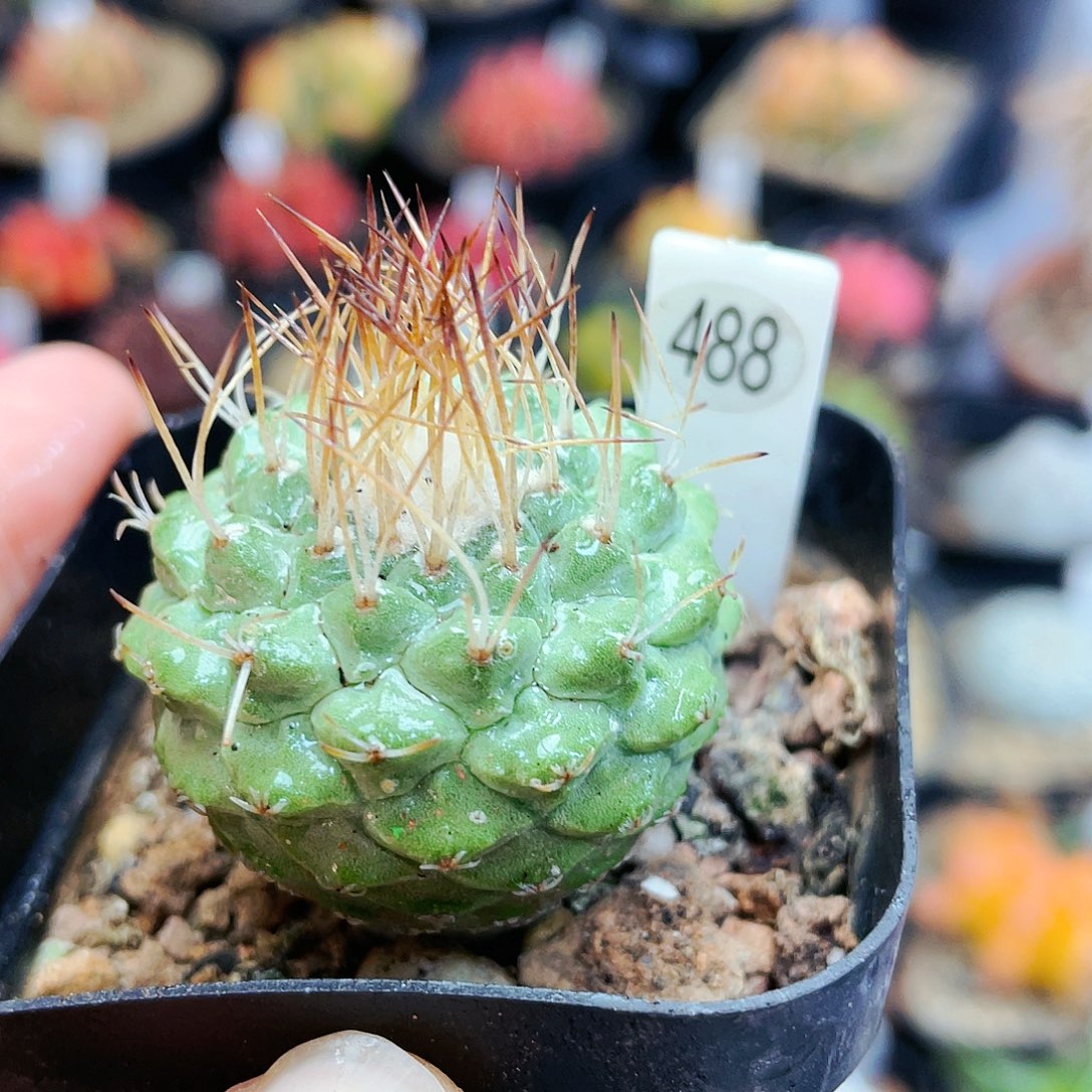 非偏远地区满25裸根发货仙人球