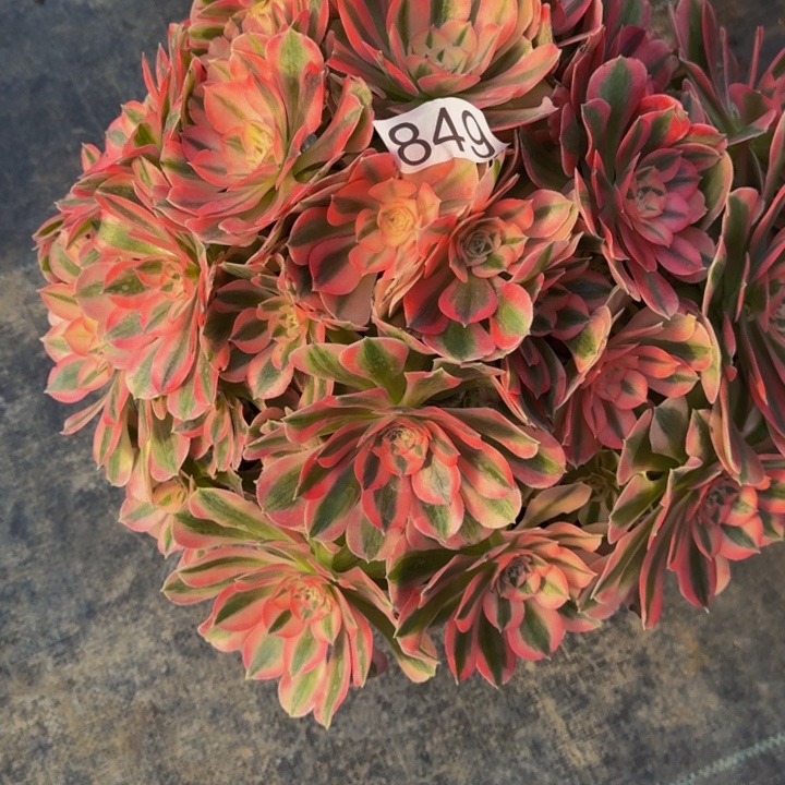 000000000000849女巫多肉