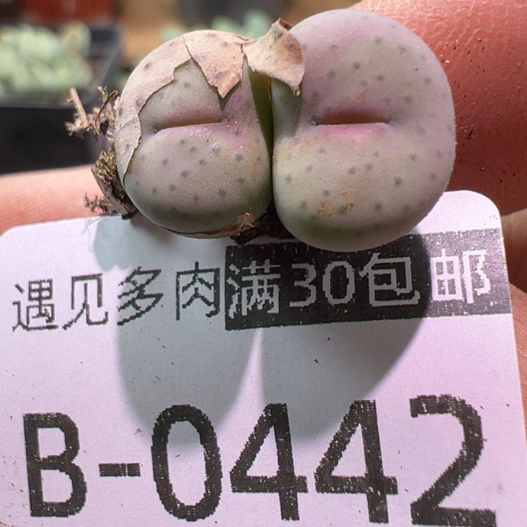 多肉植物111111111111