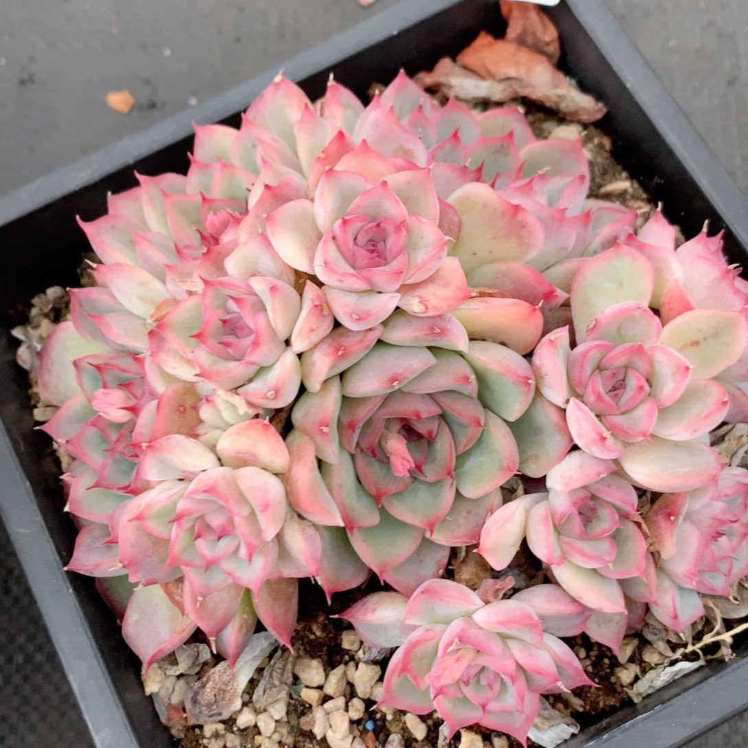 9138杂交多肉植物基地