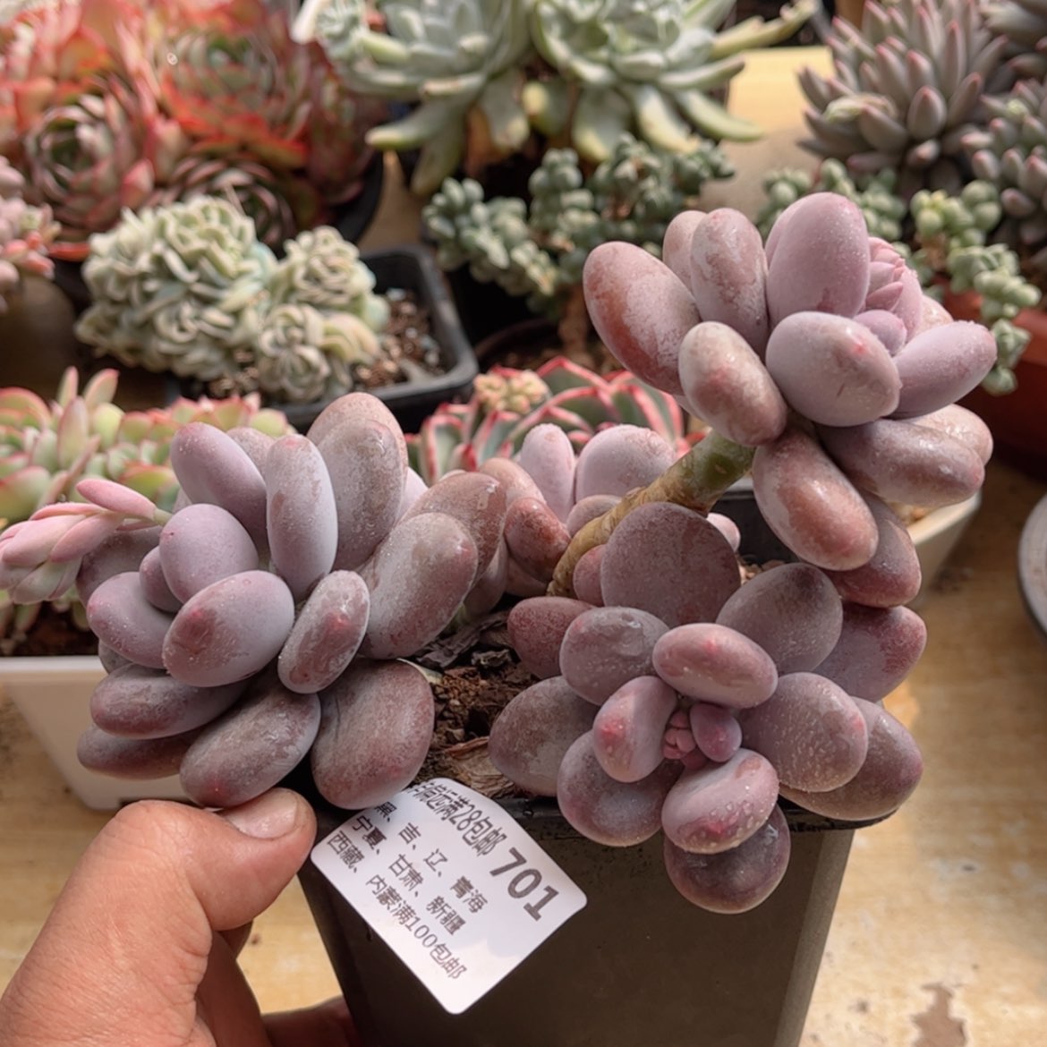 【闪购商品】701秋美人