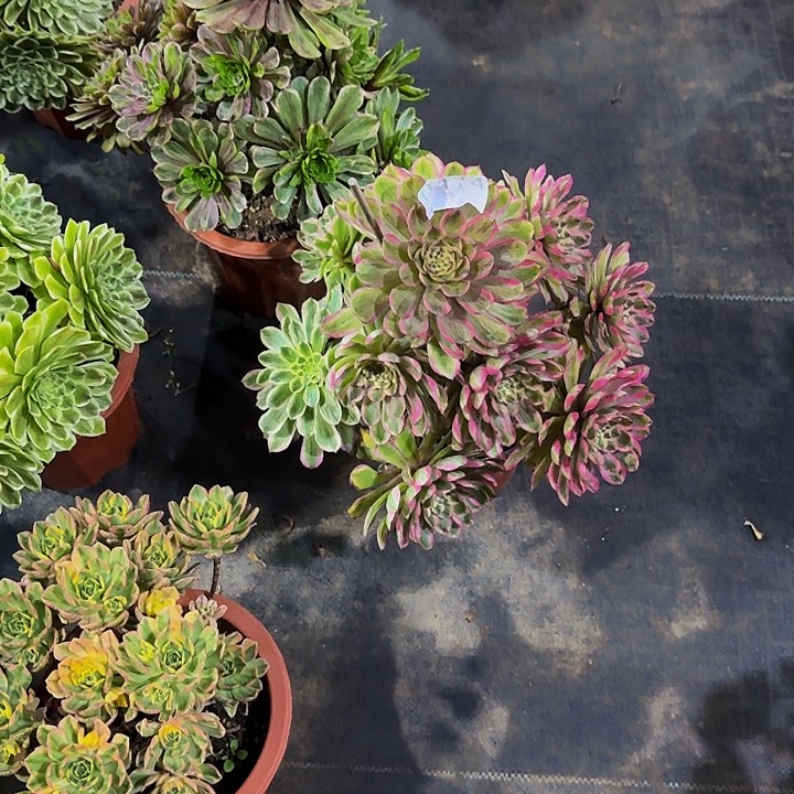 00000000 000000174粉霞