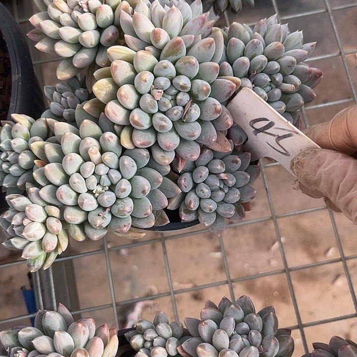 三***)两单包邮，一物一拍45