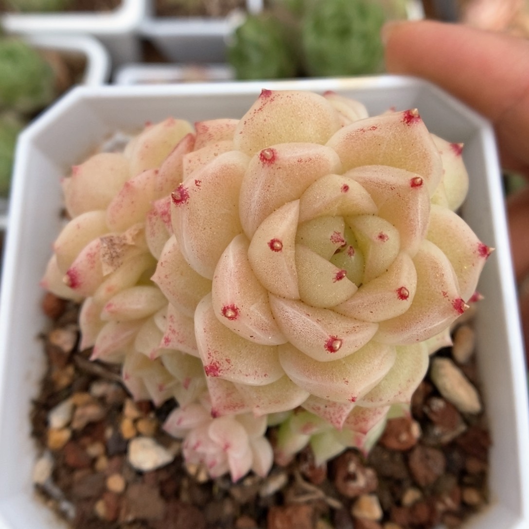 橘柚麦秆群生385号。