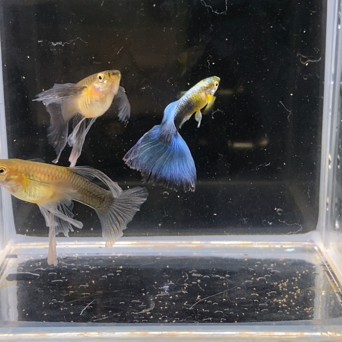 孔雀鱼蓝礼服大c一公两母