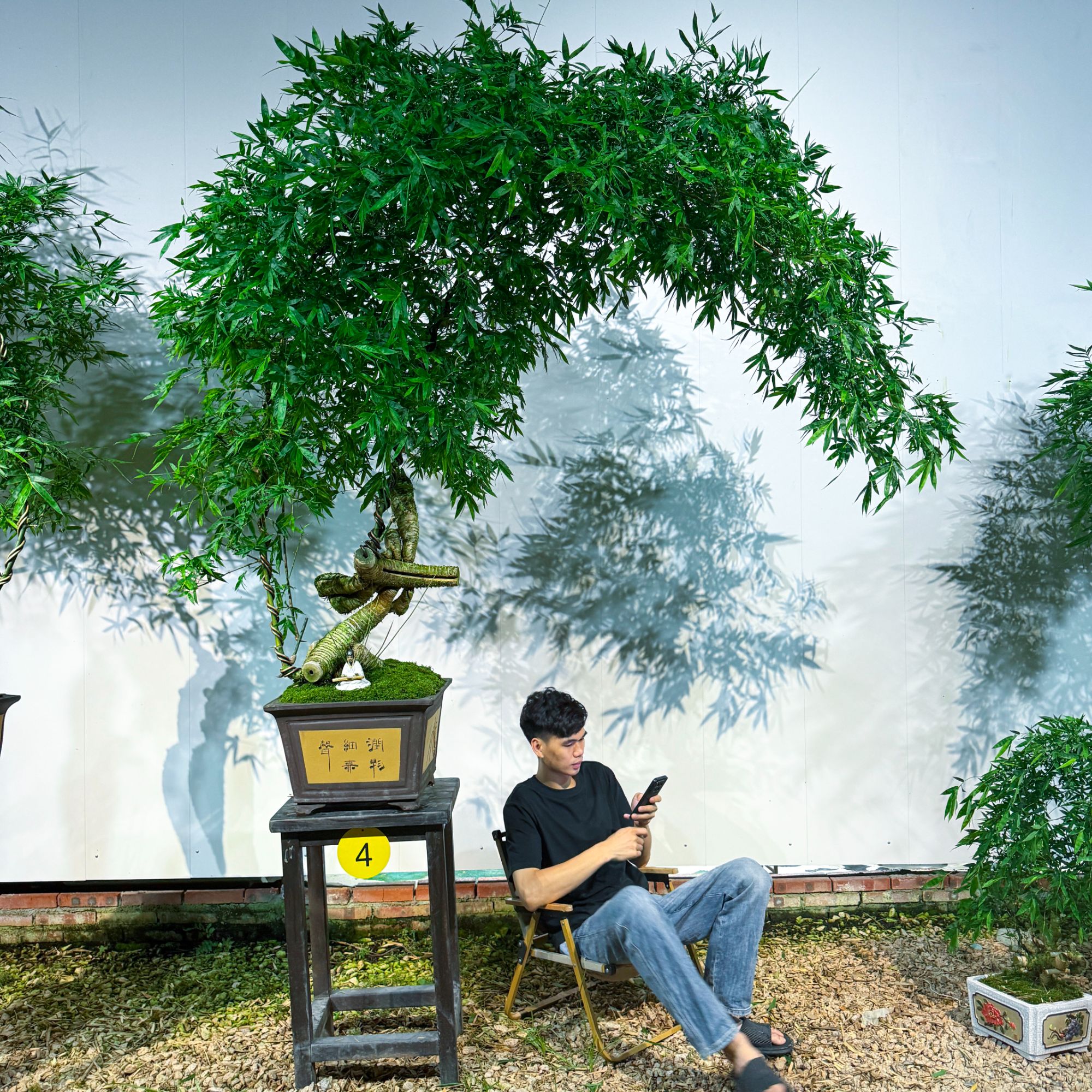 高货精选怪桩#禅意复古紫砂小叶簕竹高端盆景，充满独特艺术的韵味