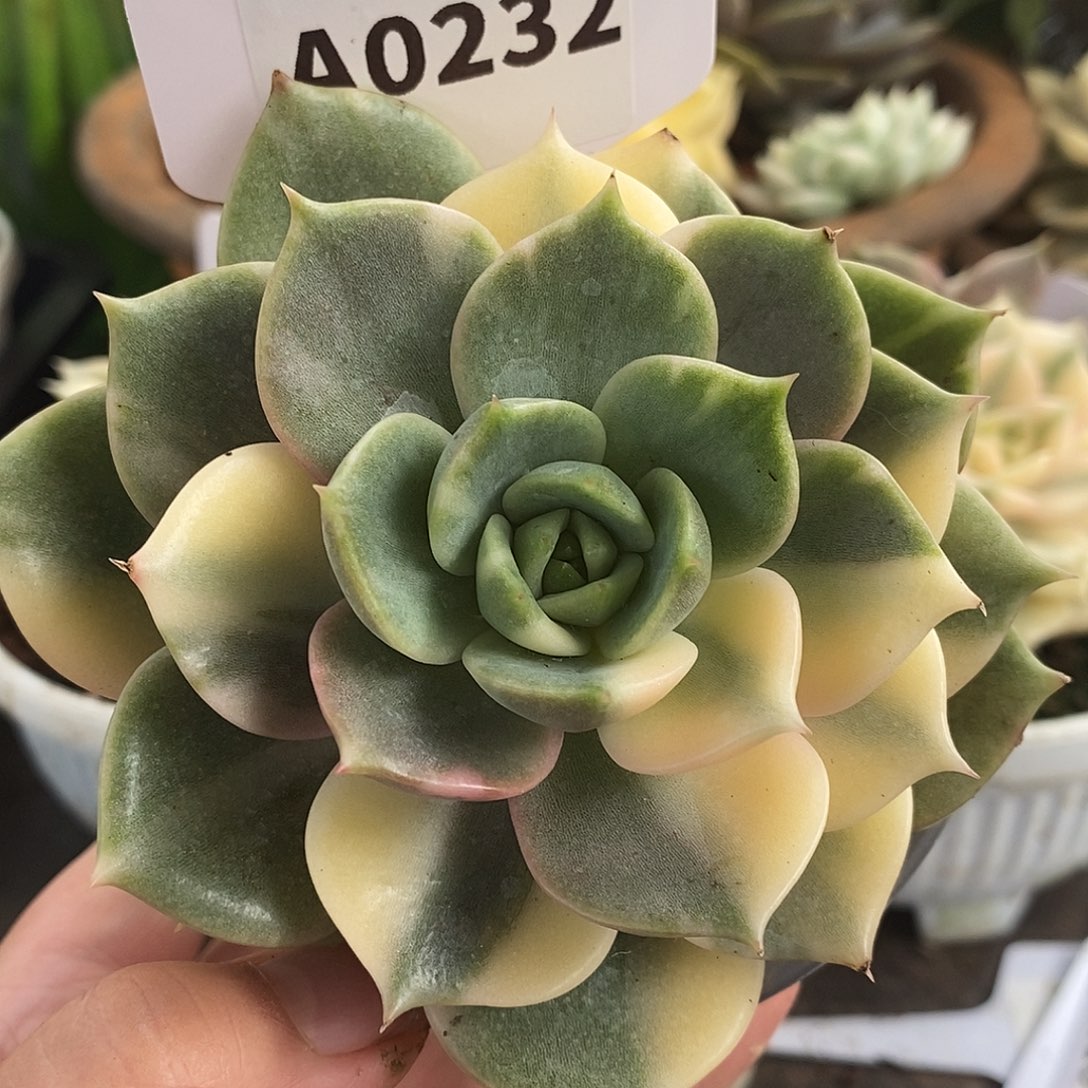 232贝加尔湖哈哈哈哈哈
