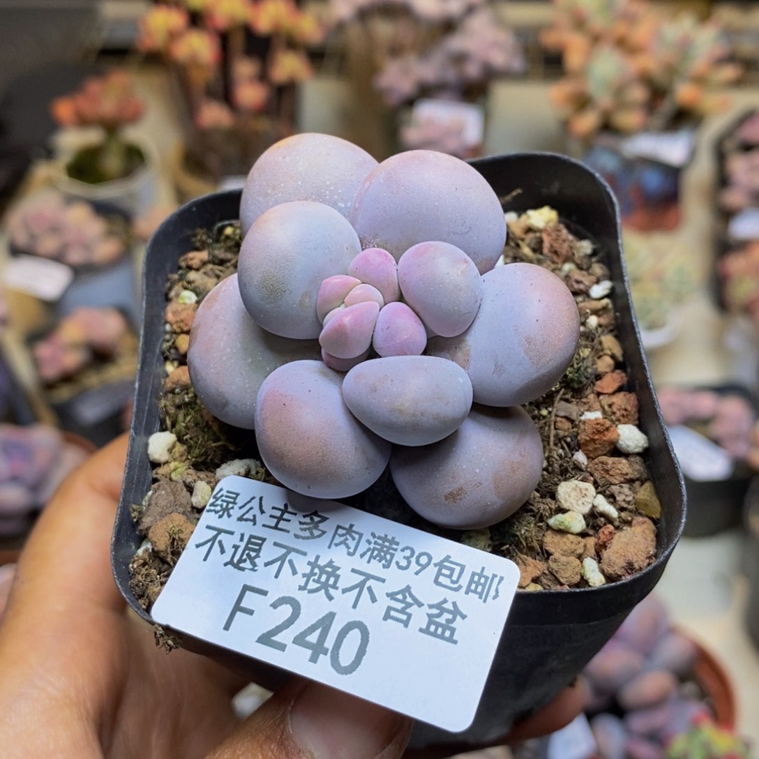240芭比奶多肉5c m